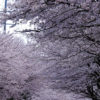 The cherry blossoms trees in full bloom in Hwagae