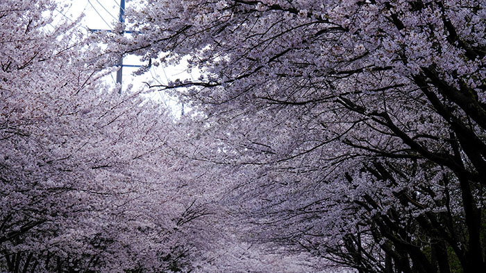 The cherry blossoms trees in full bloom in Hwagae